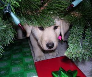пазл Собака скрывается под елку